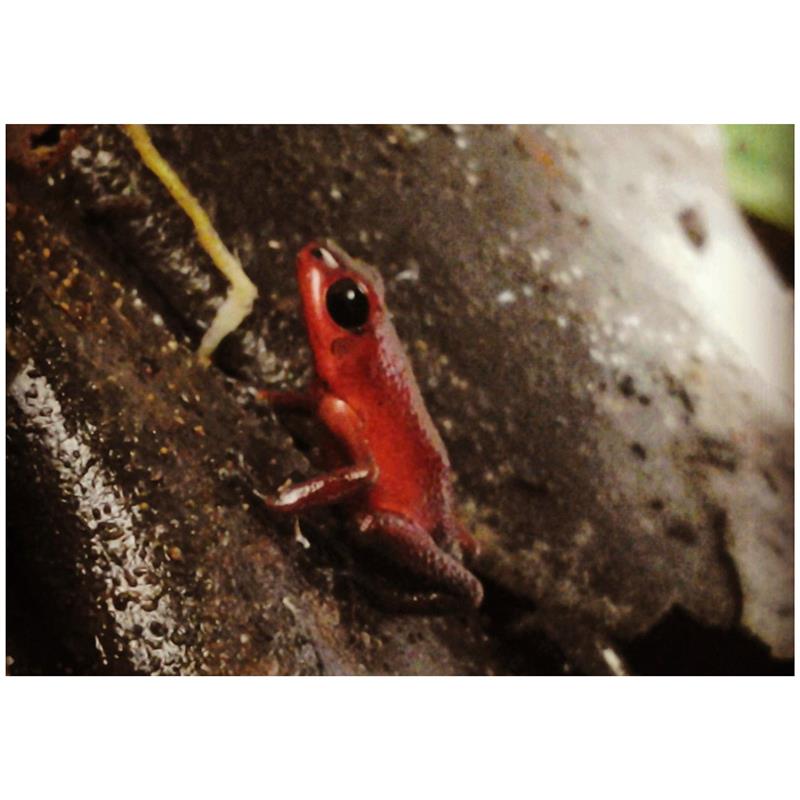 Broasca Dendrobates pumilio Rio Teribe (Strawberry poison frog) - imagine 4
